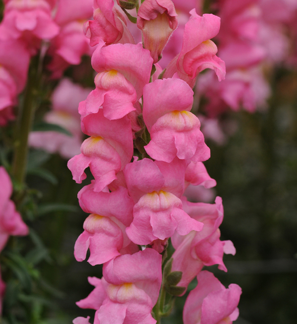 Antirrhinum Majus F Antirrhinum Majus F Early Potomac Rose Iii