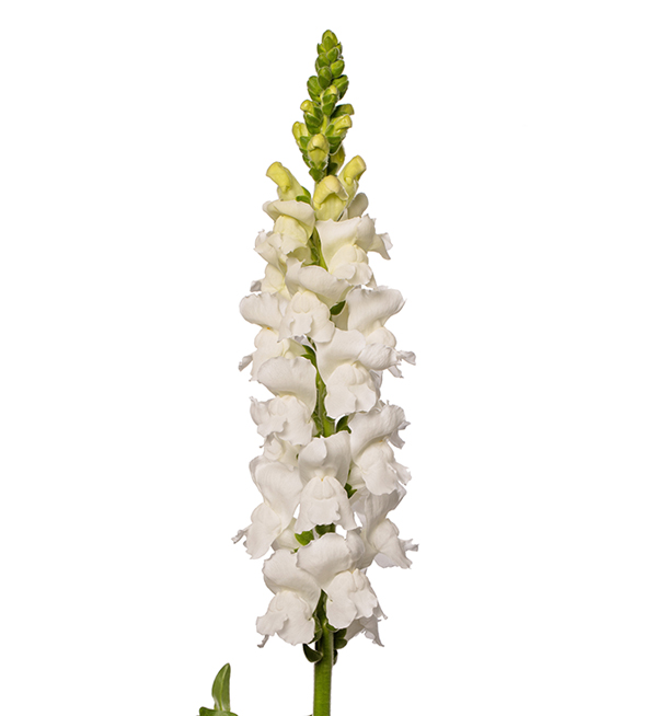 Antirrhinum Majus F Antirrhinum Majus F Animation Early White I