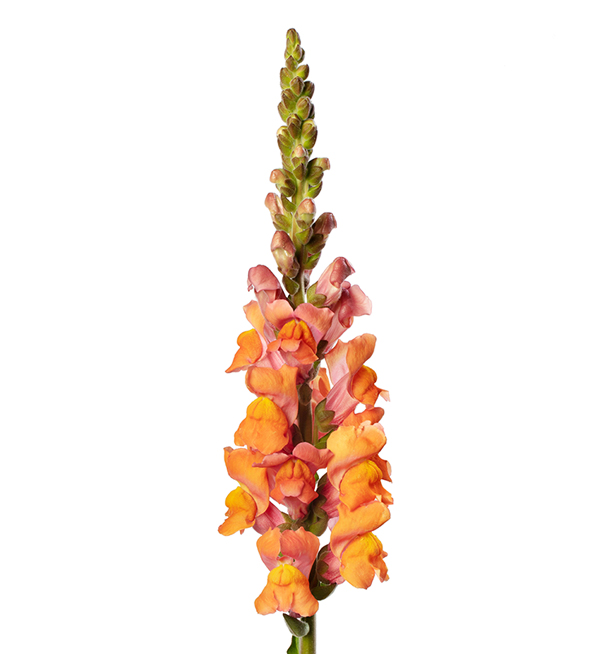 Antirrhinum Majus F1 Antirrhinum Majus F1 Avignon Deep Orange II