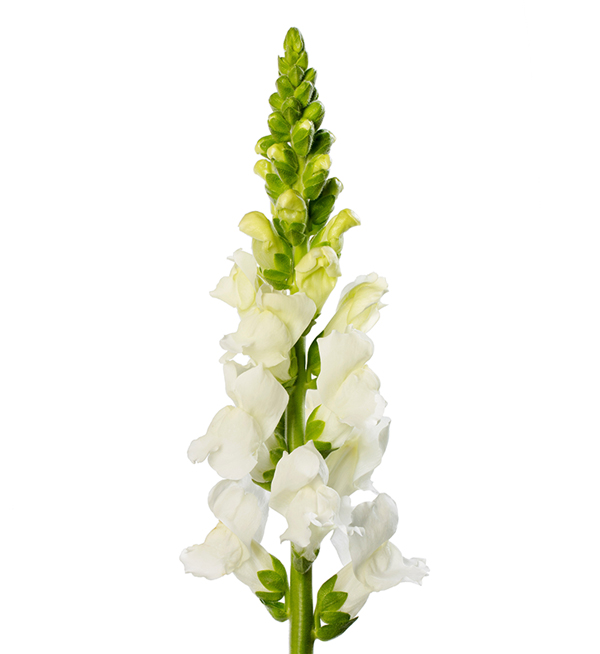 Antirrhinum Majus F Antirrhinum Majus F Avignon White Imp Ii