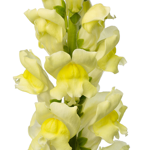 Antirrhinum Majus F Antirrhinum Majus F Cannes Lemon Ii Iii Evanthia