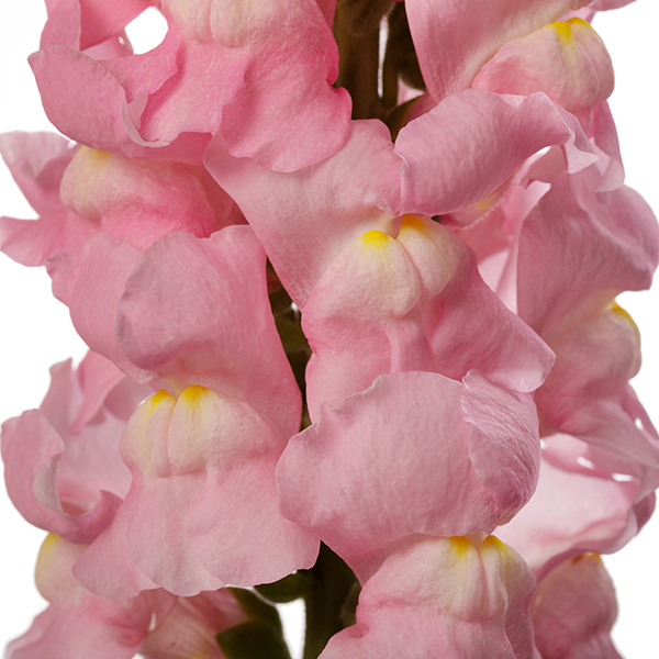 Antirrhinum Majus F Antirrhinum Majus F Avignon Light Rose Ii