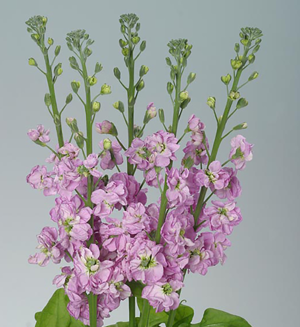 Matthiola Incana Matthiola Incana Coselja Lavender Evanthia