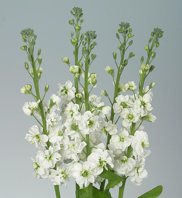 Matthiola Incana Matthiola Incana Coselja White Evanthia