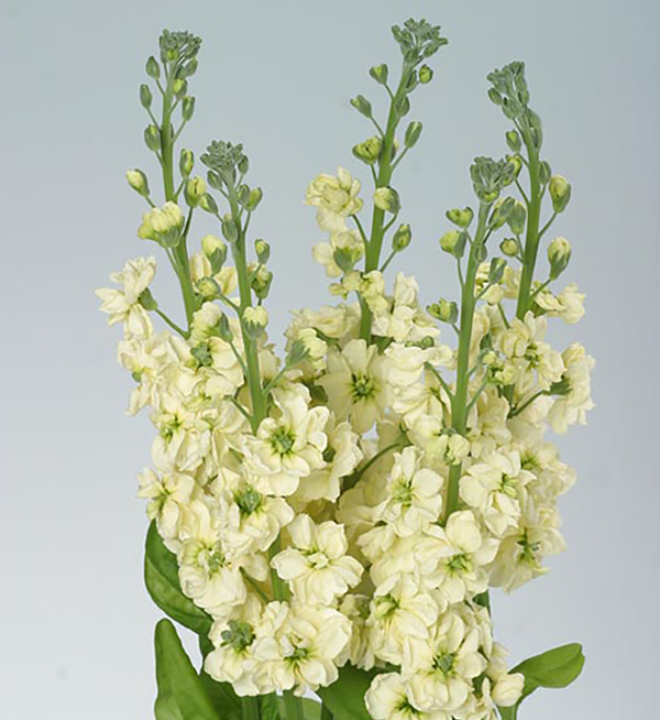 Matthiola Incana Matthiola Incana Coselja Yellow Evanthia