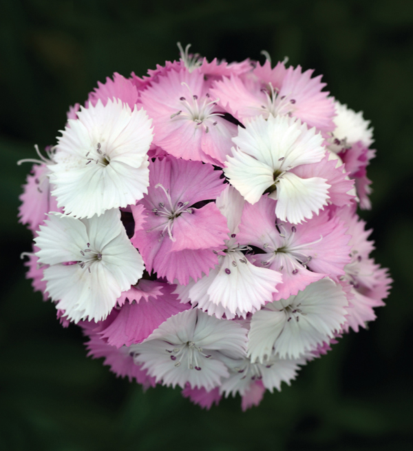 Dianthus Barbatus F1 Dianthus Barbatus F1 Sweet Pink Magic Evanthia