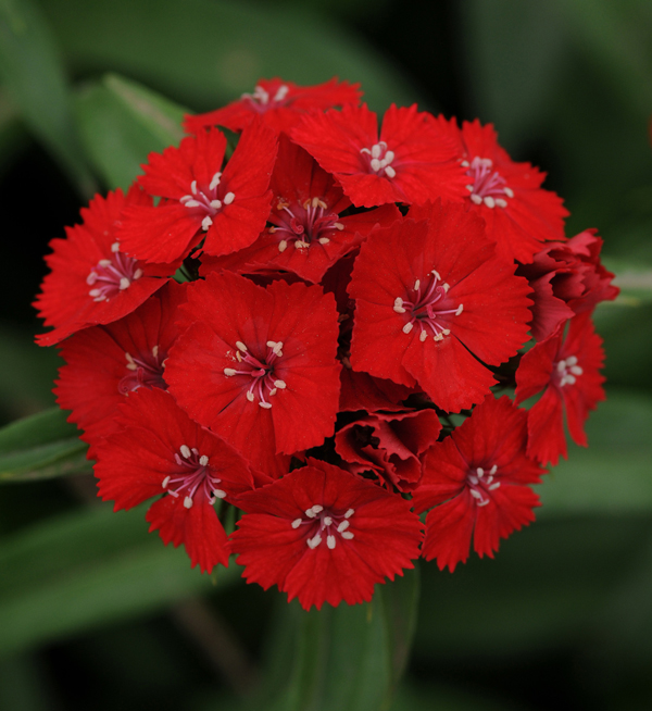 Dianthus Barbatus F Dianthus Barbatus F Sweet Scarlet Evanthia