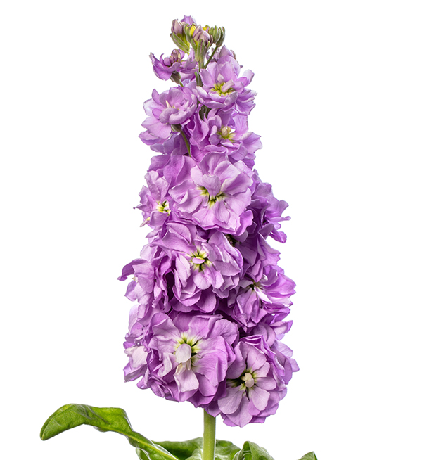 Matthiola Incana Matthiola Incana Jordyn Lavender Evanthia