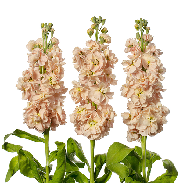 Matthiola Incana Matthiola Incana Milla Salmon Evanthia