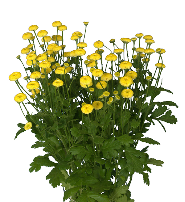 Tanacetum Parthenium Tanacetum Parthenium Victory Summer Yellow