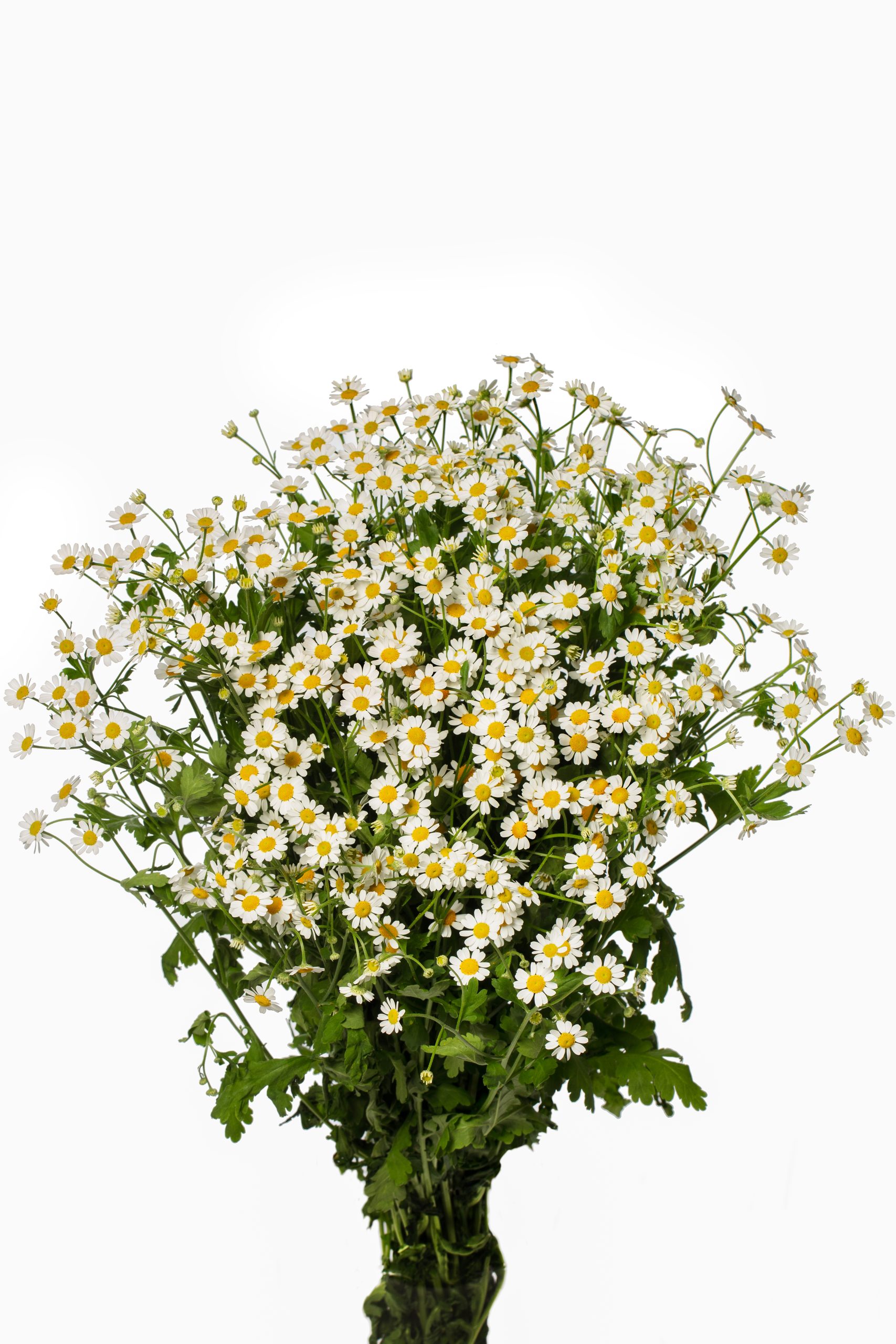 Tanacetum Parthenium Tanacetum Parthenium Cameron Evanthia