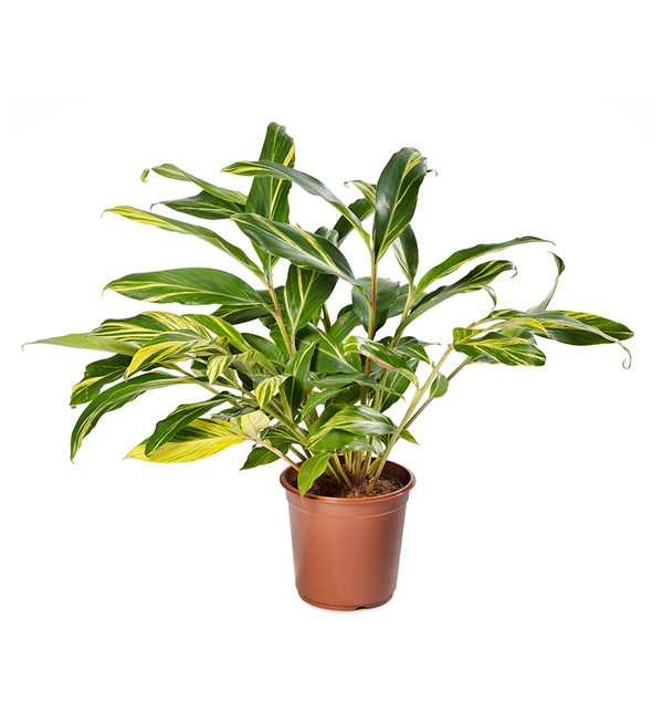 Alpinia zerumbet Alpinia zerumbet 'Variegata' Evanthia