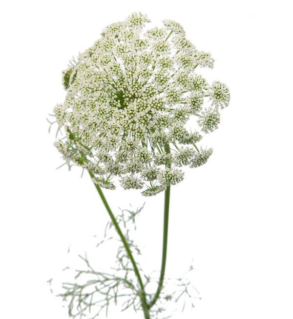 Ammi visnaga deals