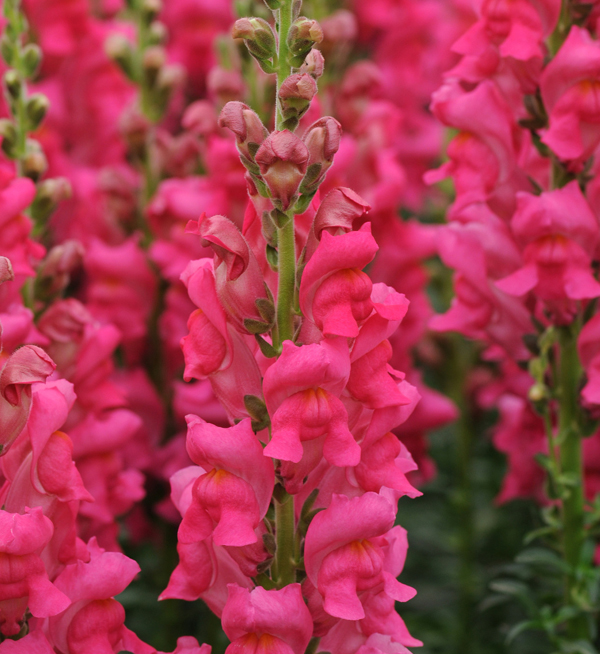 Antirrhinum majus F1 | Antirrhinum majus F1 Potomac™ Cherry Rose III-IV ...