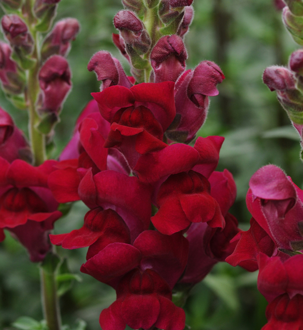 Antirrhinum majus F1 | Antirrhinum majus F1 Potomac™ Crimson III-IV ...