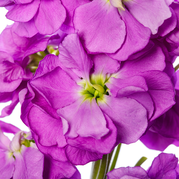 Matthiola incana | Matthiola incana Anytime Deep Blue | Evanthia