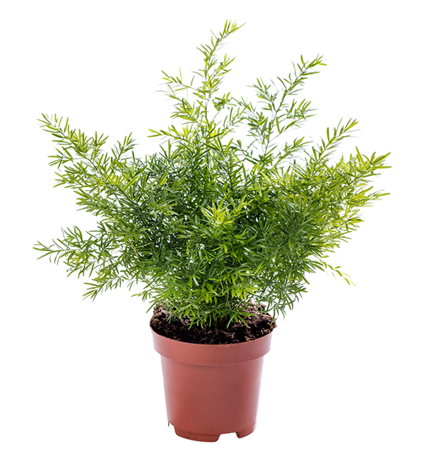 Asparagus densiflorus Asparagus densiflorus 'Cwebe' Evanthia