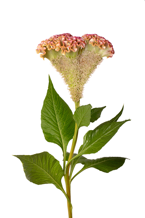 Celosia argentea cristata | Celosia argentea cristata Bar Bossa (Champagne)  | Evanthia