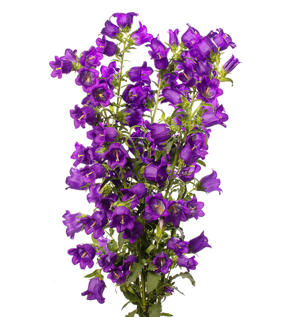 Campanula Big Ben heralds the arrival of spring | Evanthia