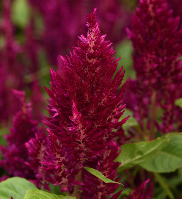 Celosia argentea plumosa | Celosia plumosa Sunday™ Purple | Evanthia