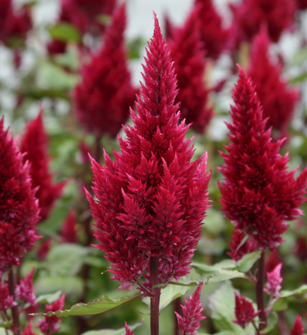 Celosia argentea plumosa | Celosia plumosa Sunday™ Wine Red | Evanthia