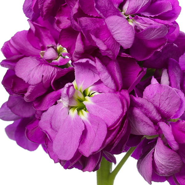 Matthiola incana | Matthiola incana Centum Deep Blue | Evanthia