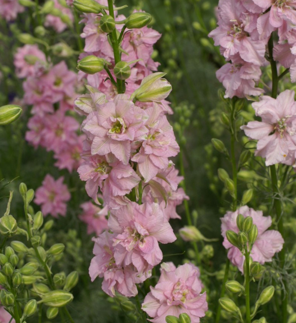 Delphinium consolida | Delphinium consolida Qis® Light pink | Evanthia