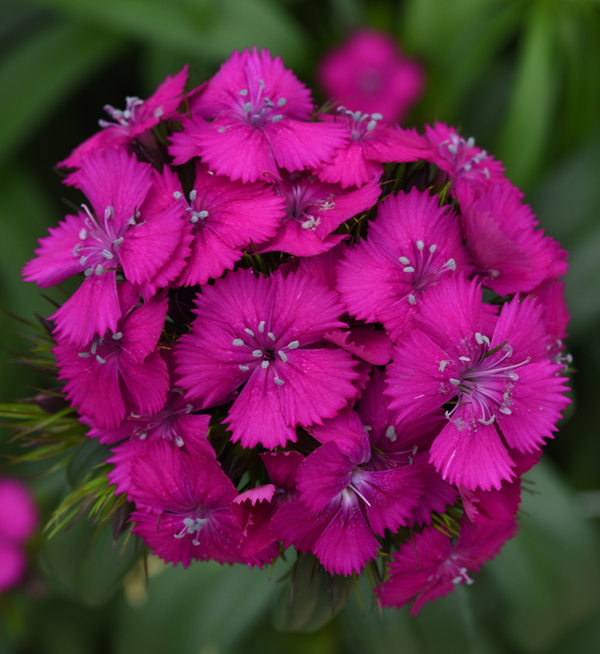 Dianthus barbatus F1 | Dianthus barbatus F1 Sweet™ Neon Purple | Evanthia