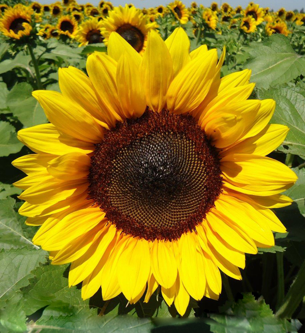 Helianthus annuus F1 | Helianthus annuus F1 ProCut® Brilliance | Evanthia