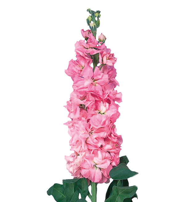 Matthiola incana | Matthiola incana Iron Pink | Evanthia