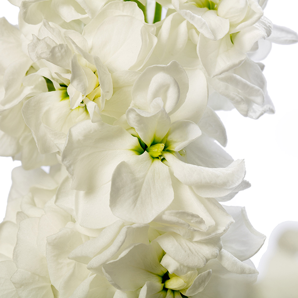 Matthiola incana | Matthiola incana Milla White | Evanthia