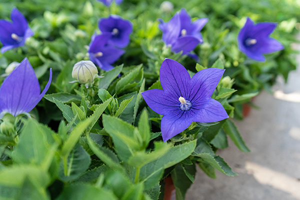 Platycodon grandiflorus 2025