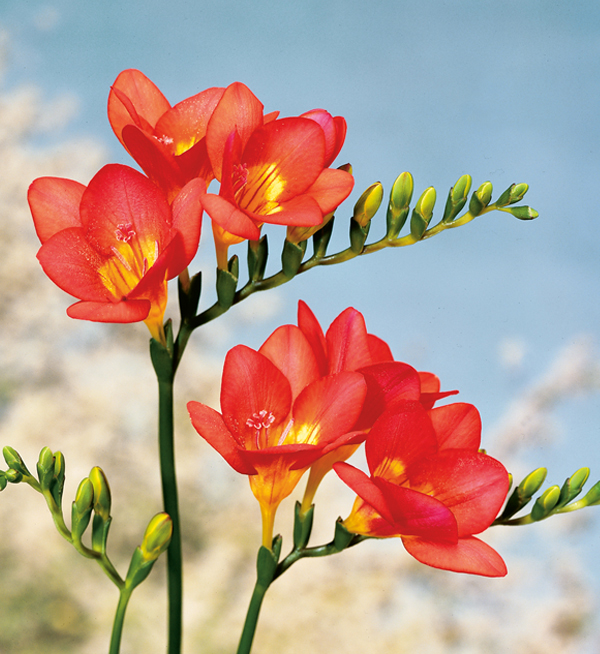 Freesia hybrida | Freesia hybrida Royal Crown Red | Evanthia