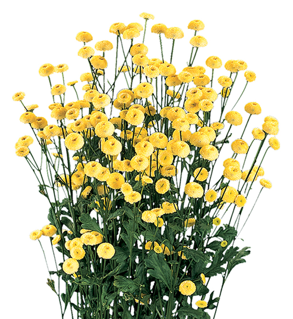Yellow Tanacetum Bouquet