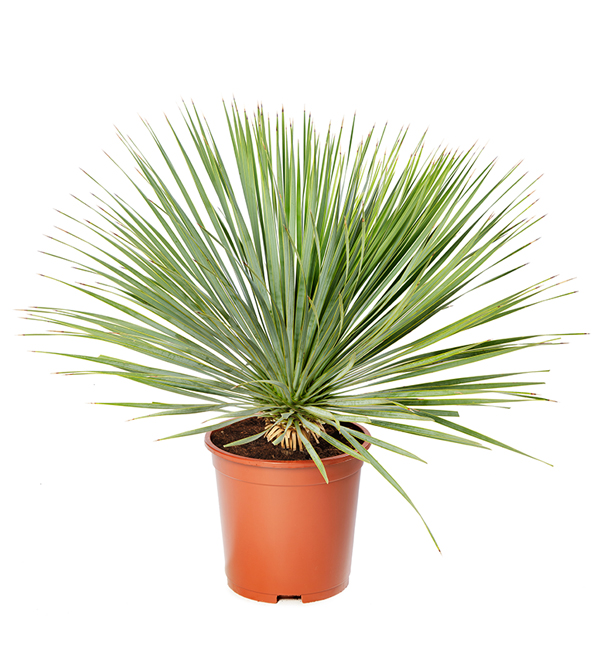 Yucca rostrata | Yucca rostrata | Evanthia