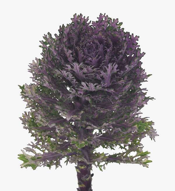 Brassica oleracea F1 Brassica oleracea F1 Crane Feather Queen Evanthia