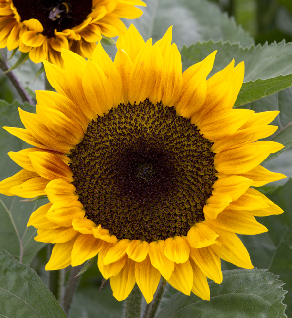 Helianthus annuus F1 | Helianthus annuus F1 Ziggy | Evanthia