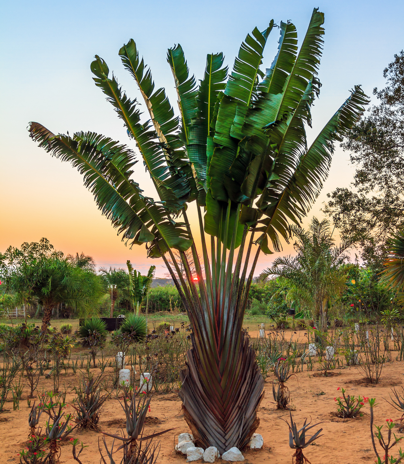 Population of Ravenala madagascariensis called « Ravenala forest ».