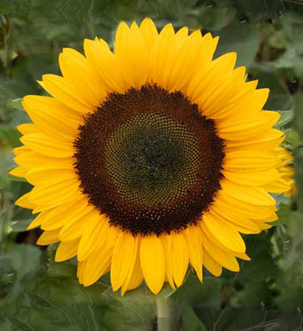 Helianthus Annuus F1 