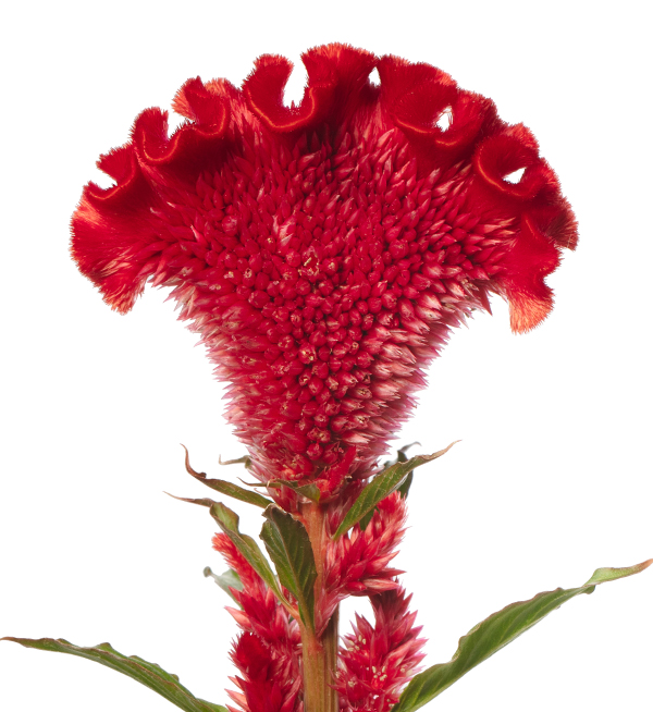 Celosia argentea cristata | Celosia argentea cristata Scarlet Jack ...