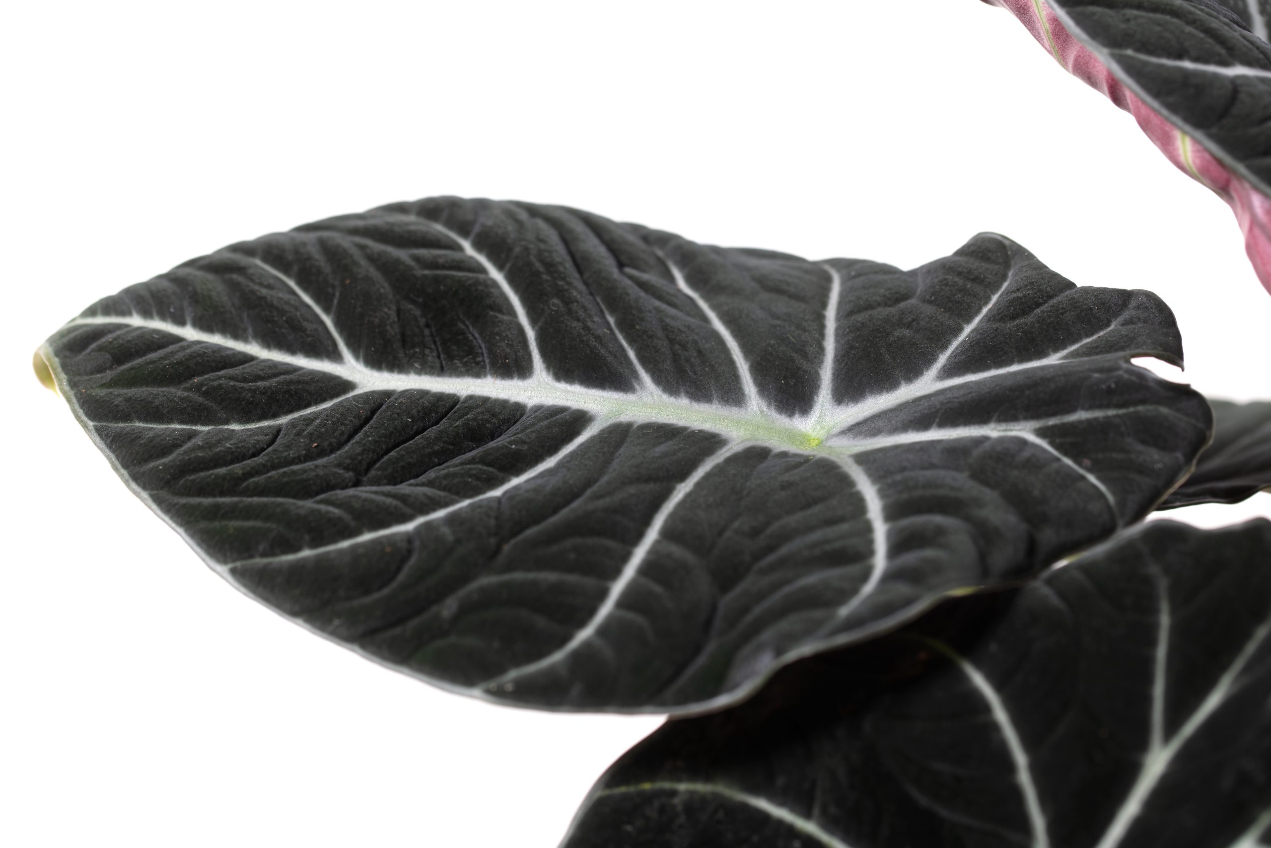 Alocasia Black Velvet – Verdant Lyfe