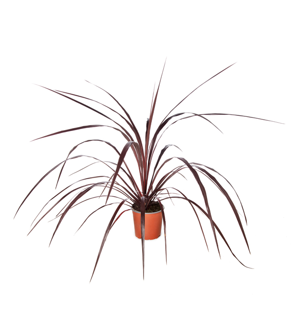 Cordyline | Cordyline Festival Burgundy | Evanthia