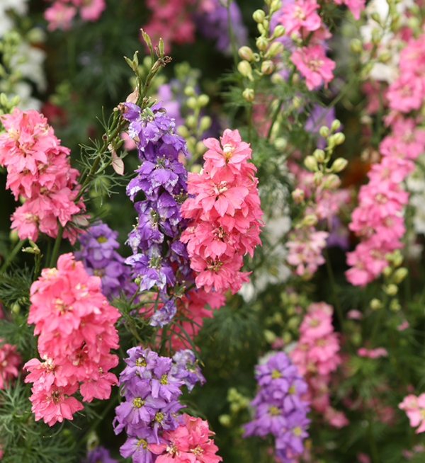 Delphinium consolida | Delphinium consolida EVA | Evanthia