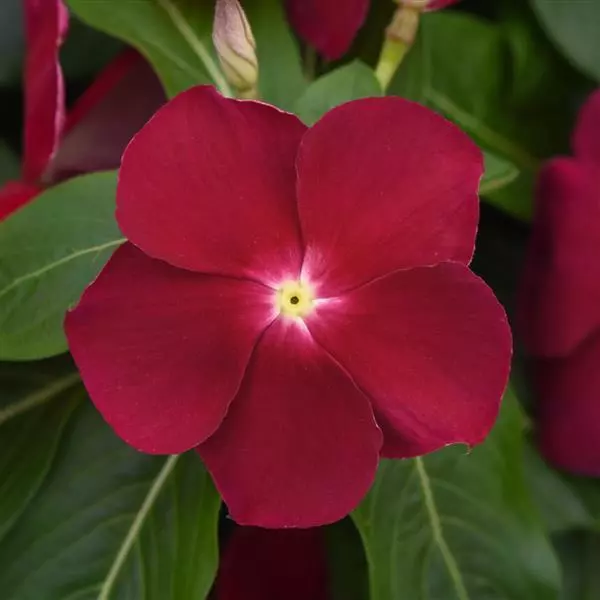 Upright Vinca F1 / Catharanthus roseus | Vinca Titan™ Cranberry | Evanthia